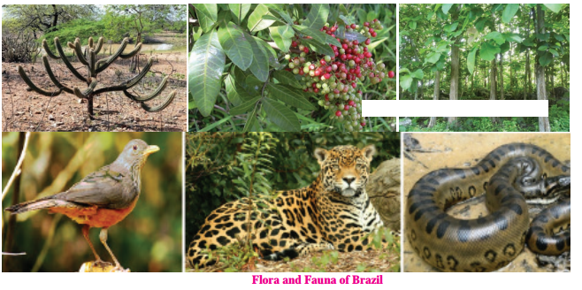 Maharashtra-Board-Class-10-Geography-Solutions-Chapter-5-Natural-Vegetation-and-Wildlife-20