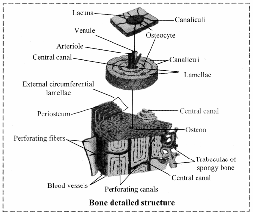 Maharashtra-Board-Class-11-Biology-Solutions-Chapter-10-Animal-Tissue-1