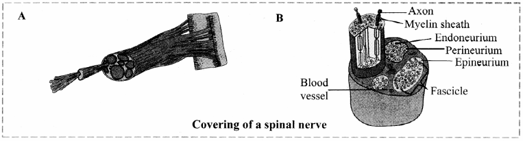 Maharashtra-Board-Class-11-Biology-Solutions-Chapter-10-Animal-Tissue-2