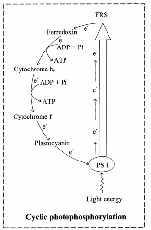 Maharashtra-Board-Class-11-Biology-Solutions-Chapter-12-Photosynthesis-1