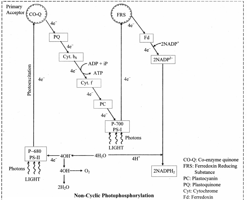 Maharashtra-Board-Class-11-Biology-Solutions-Chapter-12-Photosynthesis-2