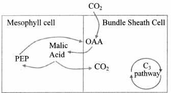 Maharashtra-Board-Class-11-Biology-Solutions-Chapter-12-Photosynthesis-3