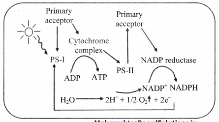 Maharashtra-Board-Class-11-Biology-Solutions-Chapter-12-Photosynthesis-4