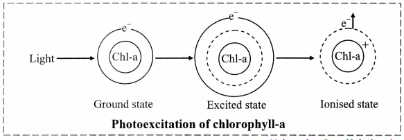 Maharashtra-Board-Class-11-Biology-Solutions-Chapter-12-Photosynthesis-5