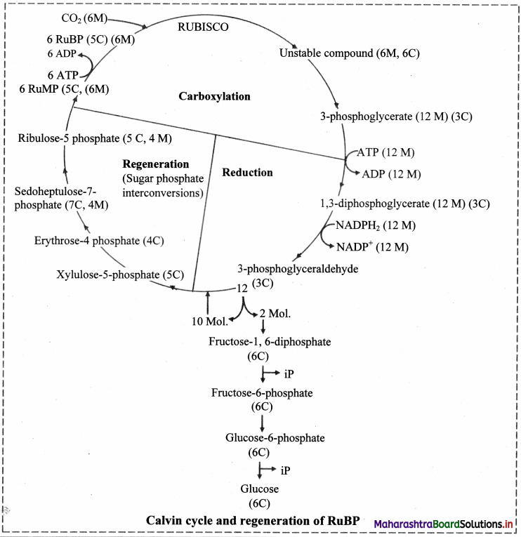 Maharashtra-Board-Class-11-Biology-Solutions-Chapter-12-Photosynthesis-7
