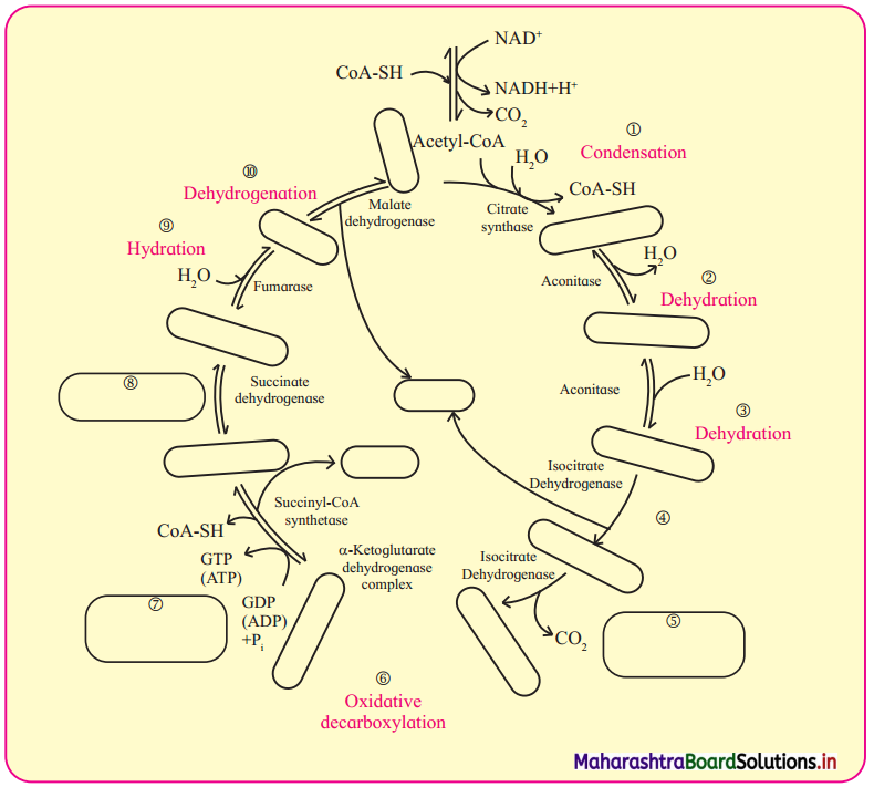 Maharashtra-Board-Class-11-Biology-Solutions-Chapter-13-Respiration-and-Energy-Transfer-1