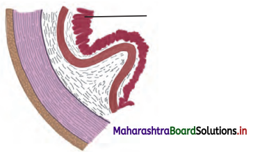 Maharashtra-Board-Class-11-Biology-Solutions-Chapter-14-Human-Nutrition-1