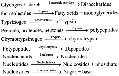 Maharashtra-Board-Class-11-Biology-Solutions-Chapter-14-Human-Nutrition-10