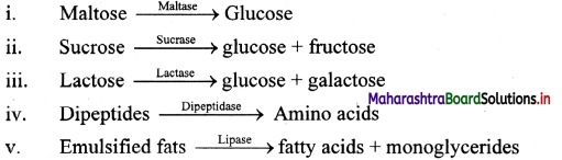 Maharashtra-Board-Class-11-Biology-Solutions-Chapter-14-Human-Nutrition-11