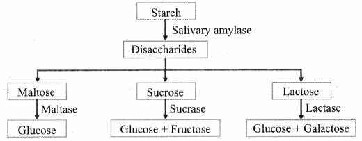 Maharashtra-Board-Class-11-Biology-Solutions-Chapter-14-Human-Nutrition-12