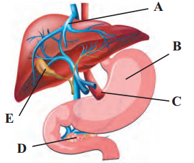 Maharashtra-Board-Class-11-Biology-Solutions-Chapter-14-Human-Nutrition-3