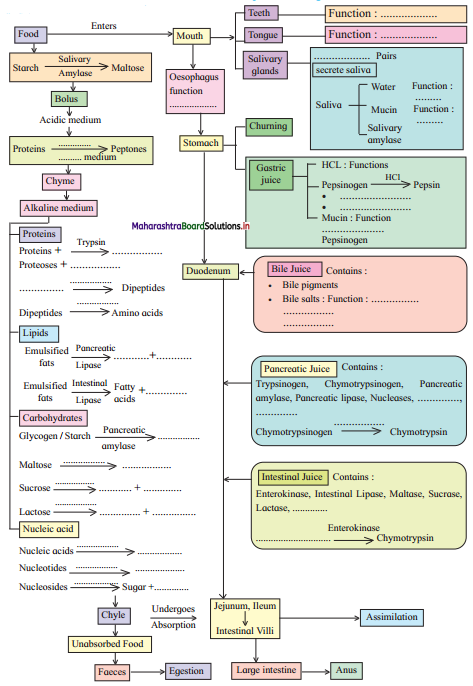 Maharashtra-Board-Class-11-Biology-Solutions-Chapter-14-Human-Nutrition-4