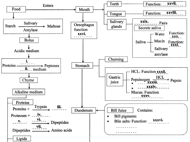 Maharashtra-Board-Class-11-Biology-Solutions-Chapter-14-Human-Nutrition-5