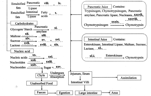 Maharashtra-Board-Class-11-Biology-Solutions-Chapter-14-Human-Nutrition-6