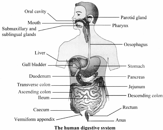 Maharashtra-Board-Class-11-Biology-Solutions-Chapter-14-Human-Nutrition-8