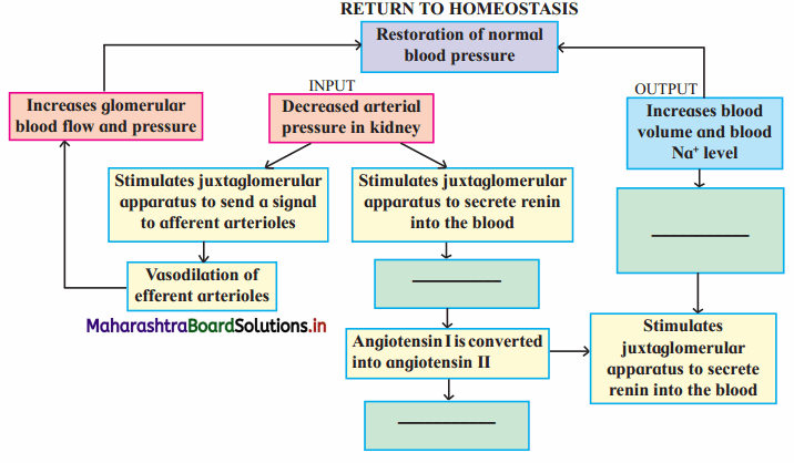 Maharashtra-Board-Class-11-Biology-Solutions-Chapter-15-Excretion-and-Osmoregulation-1