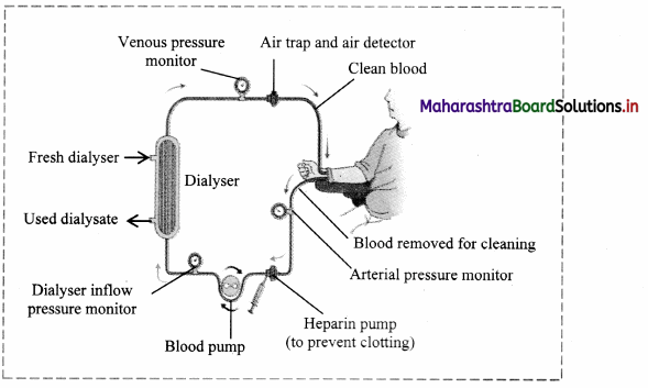 Maharashtra-Board-Class-11-Biology-Solutions-Chapter-15-Excretion-and-Osmoregulation-11