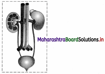 Maharashtra-Board-Class-11-Biology-Solutions-Chapter-15-Excretion-and-Osmoregulation-14