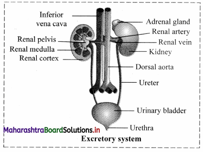 Maharashtra-Board-Class-11-Biology-Solutions-Chapter-15-Excretion-and-Osmoregulation-15
