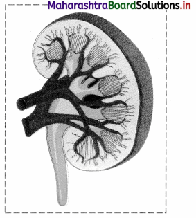 Maharashtra-Board-Class-11-Biology-Solutions-Chapter-15-Excretion-and-Osmoregulation-16