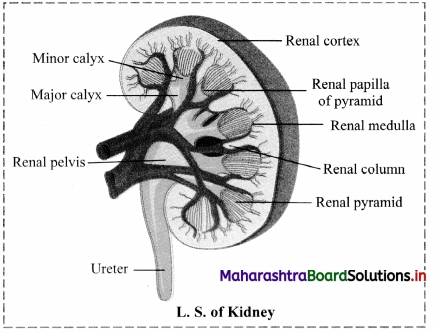 Maharashtra-Board-Class-11-Biology-Solutions-Chapter-15-Excretion-and-Osmoregulation-17