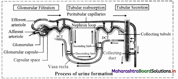 Maharashtra-Board-Class-11-Biology-Solutions-Chapter-15-Excretion-and-Osmoregulation-18