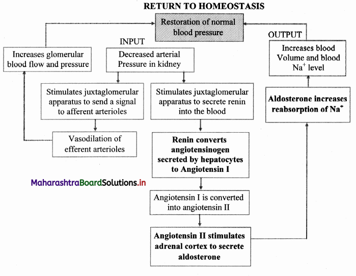 Maharashtra-Board-Class-11-Biology-Solutions-Chapter-15-Excretion-and-Osmoregulation-2