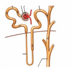 Maharashtra-Board-Class-11-Biology-Solutions-Chapter-15-Excretion-and-Osmoregulation-3