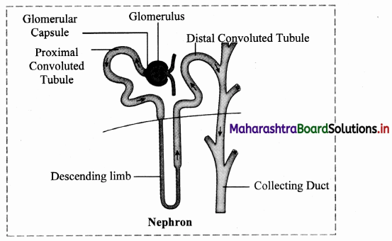 Maharashtra-Board-Class-11-Biology-Solutions-Chapter-15-Excretion-and-Osmoregulation-4
