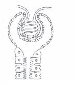 Maharashtra-Board-Class-11-Biology-Solutions-Chapter-15-Excretion-and-Osmoregulation-5