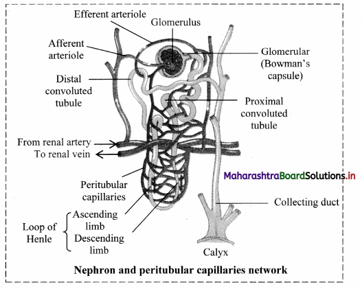 Maharashtra-Board-Class-11-Biology-Solutions-Chapter-15-Excretion-and-Osmoregulation-6