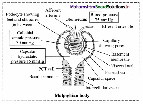 Maharashtra-Board-Class-11-Biology-Solutions-Chapter-15-Excretion-and-Osmoregulation-7