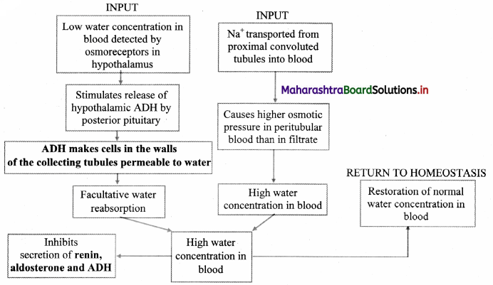 Maharashtra-Board-Class-11-Biology-Solutions-Chapter-15-Excretion-and-Osmoregulation-9