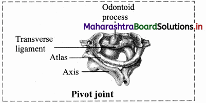 Maharashtra-Board-Class-11-Biology-Solutions-Chapter-16-Skeleton-and-Movement-13