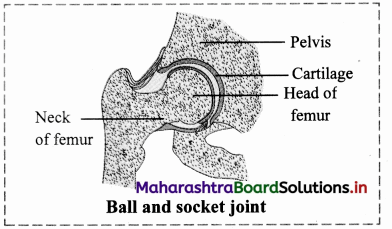 Maharashtra-Board-Class-11-Biology-Solutions-Chapter-16-Skeleton-and-Movement-14