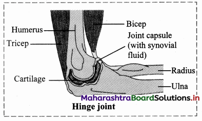 Maharashtra-Board-Class-11-Biology-Solutions-Chapter-16-Skeleton-and-Movement-15