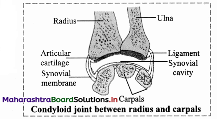 Maharashtra-Board-Class-11-Biology-Solutions-Chapter-16-Skeleton-and-Movement-16