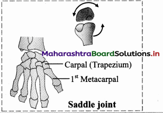 Maharashtra-Board-Class-11-Biology-Solutions-Chapter-16-Skeleton-and-Movement-17