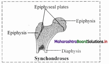 Maharashtra-Board-Class-11-Biology-Solutions-Chapter-16-Skeleton-and-Movement-18