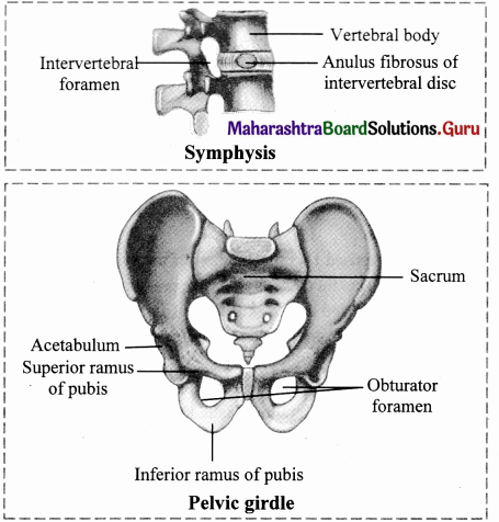 Maharashtra-Board-Class-11-Biology-Solutions-Chapter-16-Skeleton-and-Movement-19.1