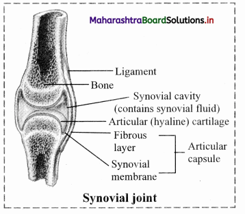Maharashtra-Board-Class-11-Biology-Solutions-Chapter-16-Skeleton-and-Movement-19