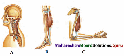 Maharashtra-Board-Class-11-Biology-Solutions-Chapter-16-Skeleton-and-Movement-20