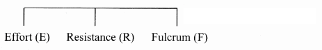 Maharashtra-Board-Class-11-Biology-Solutions-Chapter-16-Skeleton-and-Movement-22