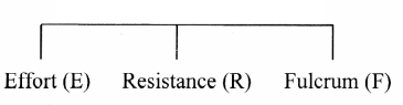 Maharashtra-Board-Class-11-Biology-Solutions-Chapter-16-Skeleton-and-Movement-26
