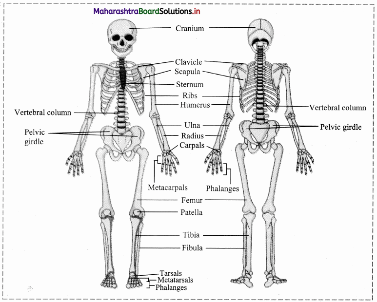 Maharashtra-Board-Class-11-Biology-Solutions-Chapter-16-Skeleton-and-Movement-28