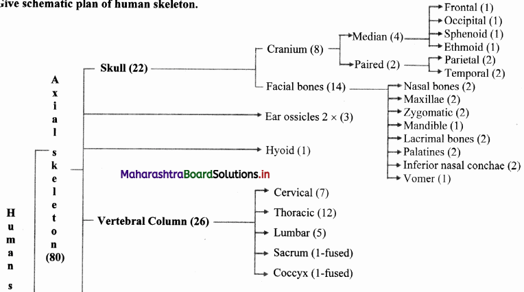 Maharashtra-Board-Class-11-Biology-Solutions-Chapter-16-Skeleton-and-Movement-29