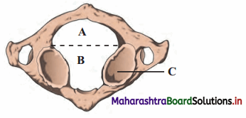 Maharashtra-Board-Class-11-Biology-Solutions-Chapter-16-Skeleton-and-Movement-3