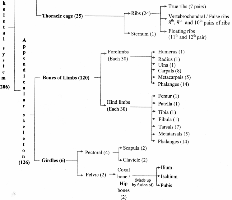 Maharashtra-Board-Class-11-Biology-Solutions-Chapter-16-Skeleton-and-Movement-30