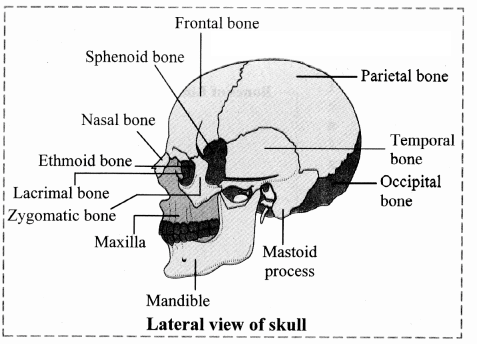 Maharashtra-Board-Class-11-Biology-Solutions-Chapter-16-Skeleton-and-Movement-33