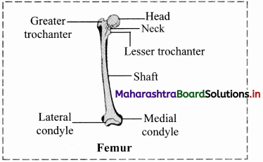 Maharashtra-Board-Class-11-Biology-Solutions-Chapter-16-Skeleton-and-Movement-36